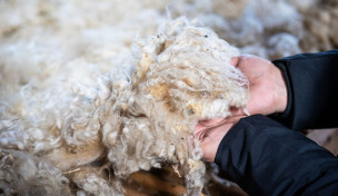 Schafwolle in zwei Händen