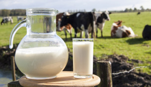 Milchkrug und Milchglas vor einer Herde Kühe auf einer Weide