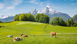 Kühe auf einer Weide vor einer Bergkulisse