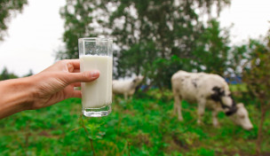 Hand hält Milchglas, Kuh im Hintergrund Hand hält Milchglas, Kuh im Hintergrund