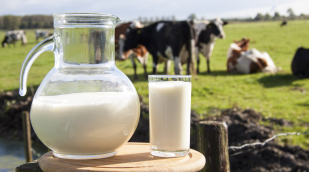 Milch von Kühen auf der Weide Milch von Kühen auf der Weide