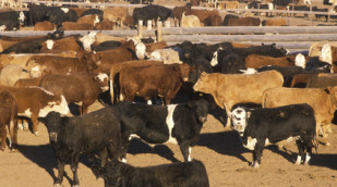 Rinder im Feedlot (Futterstelle) 