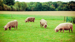 Schweine auf Wiese